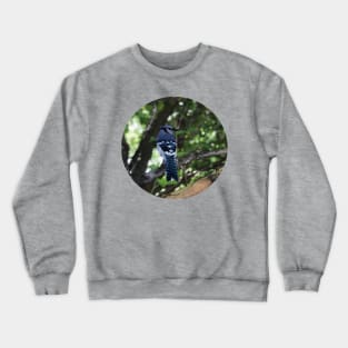 Blue Jay Crewneck Sweatshirt